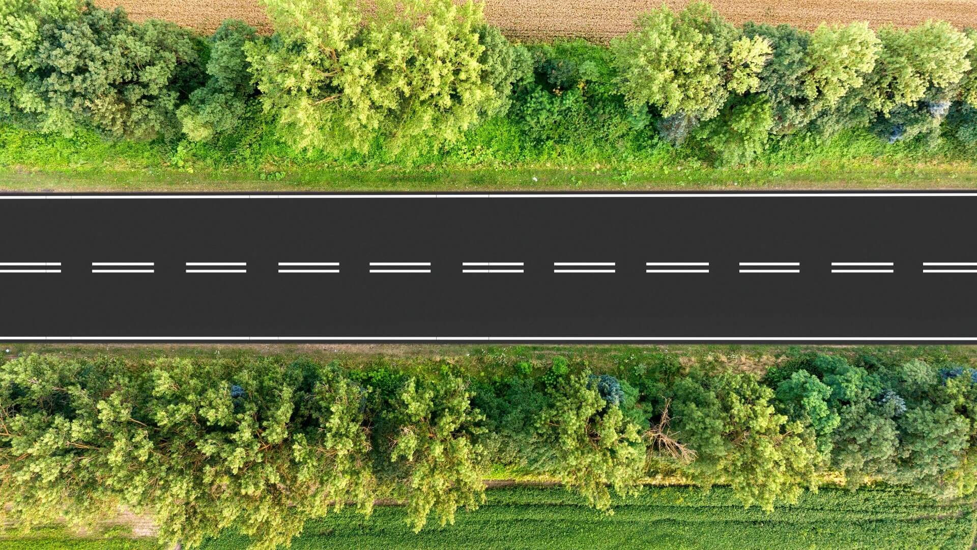 Road passing through green forest