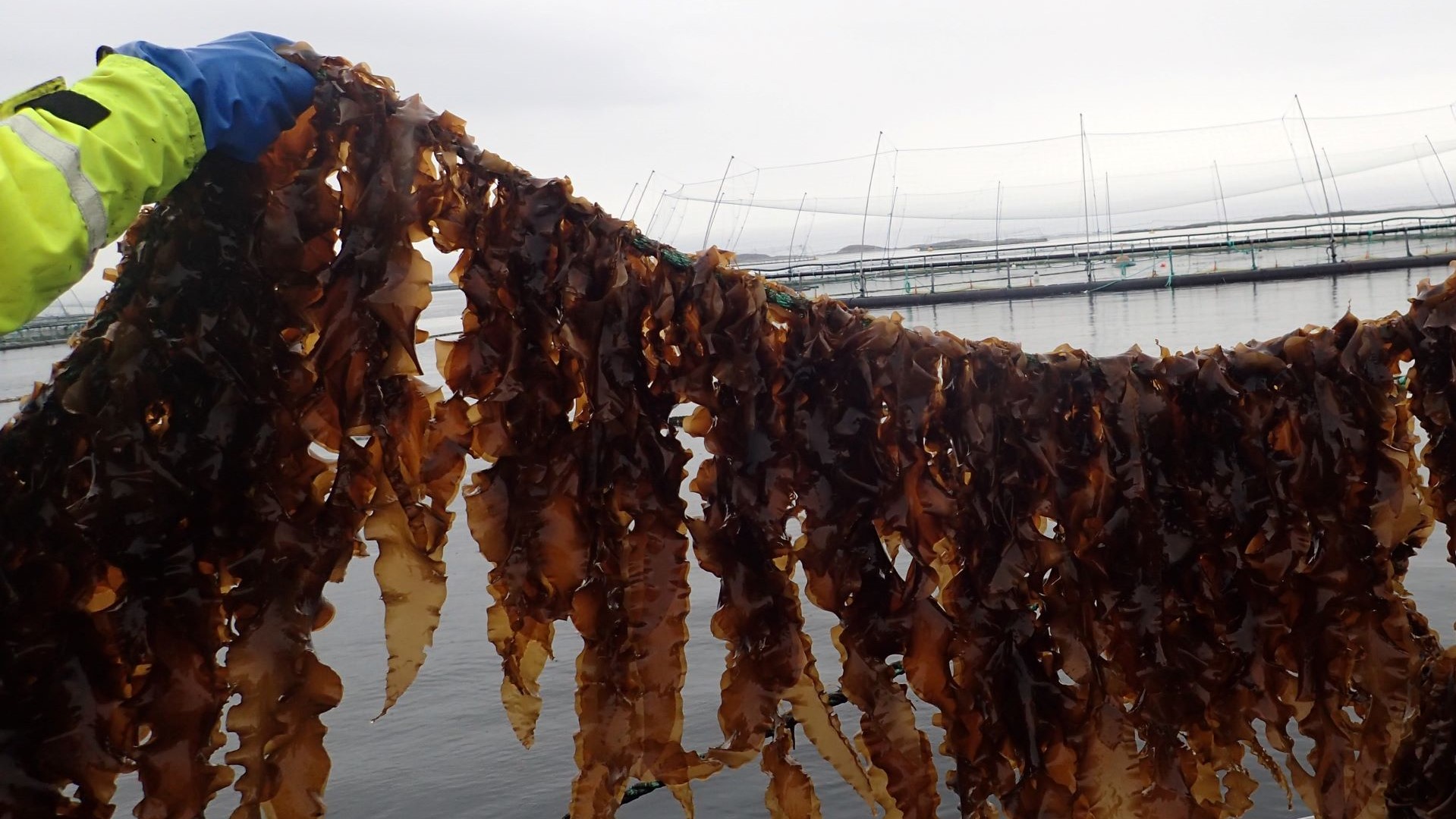 Kelp tied to a rope