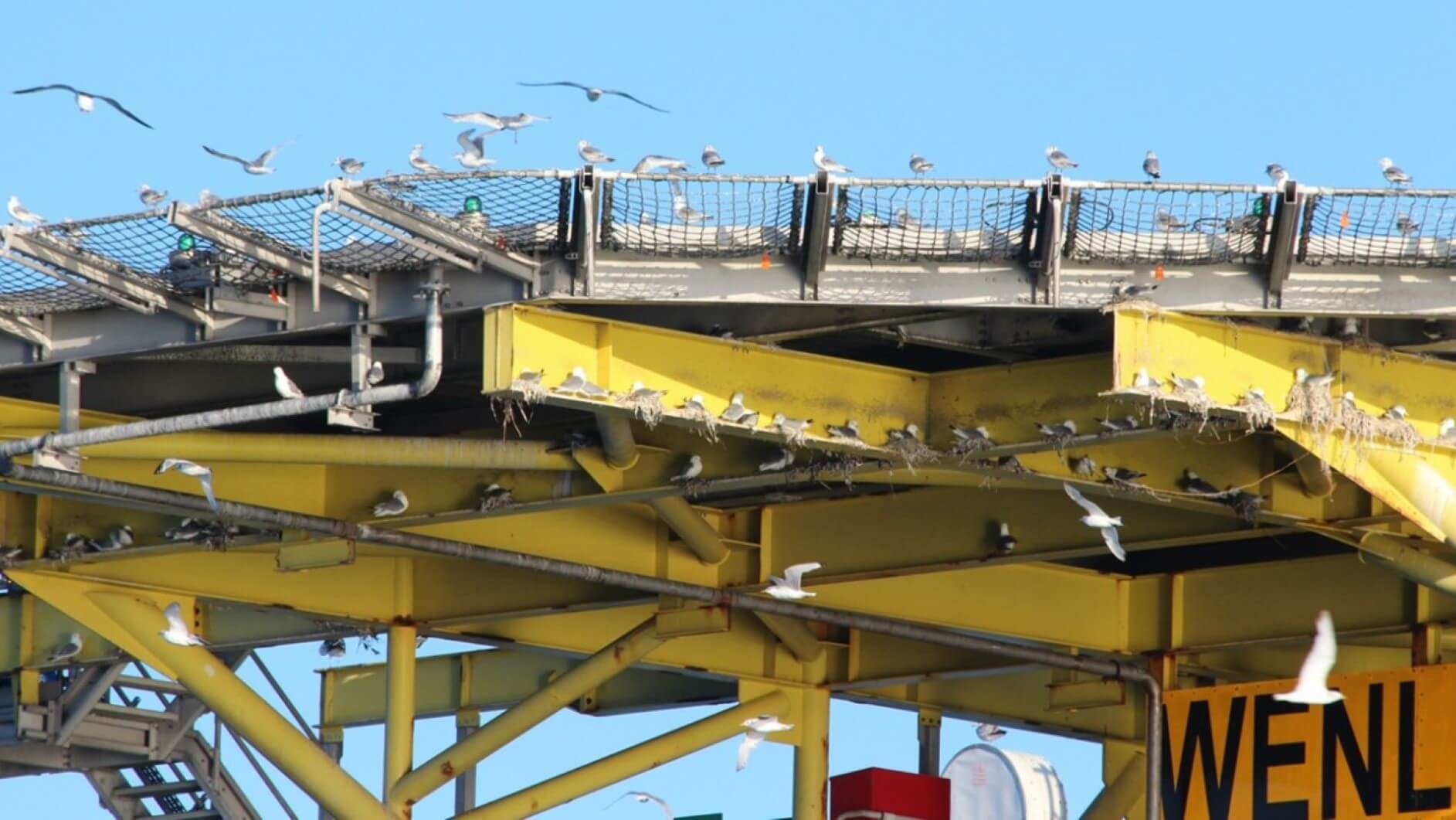 Kittiwake utilising the Wenlock platform
