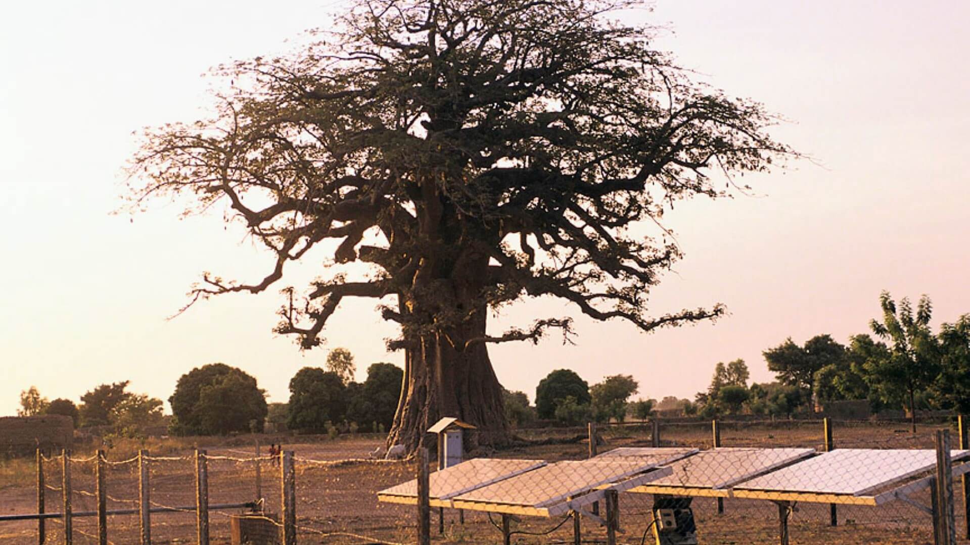 Solar mini grid near a tree