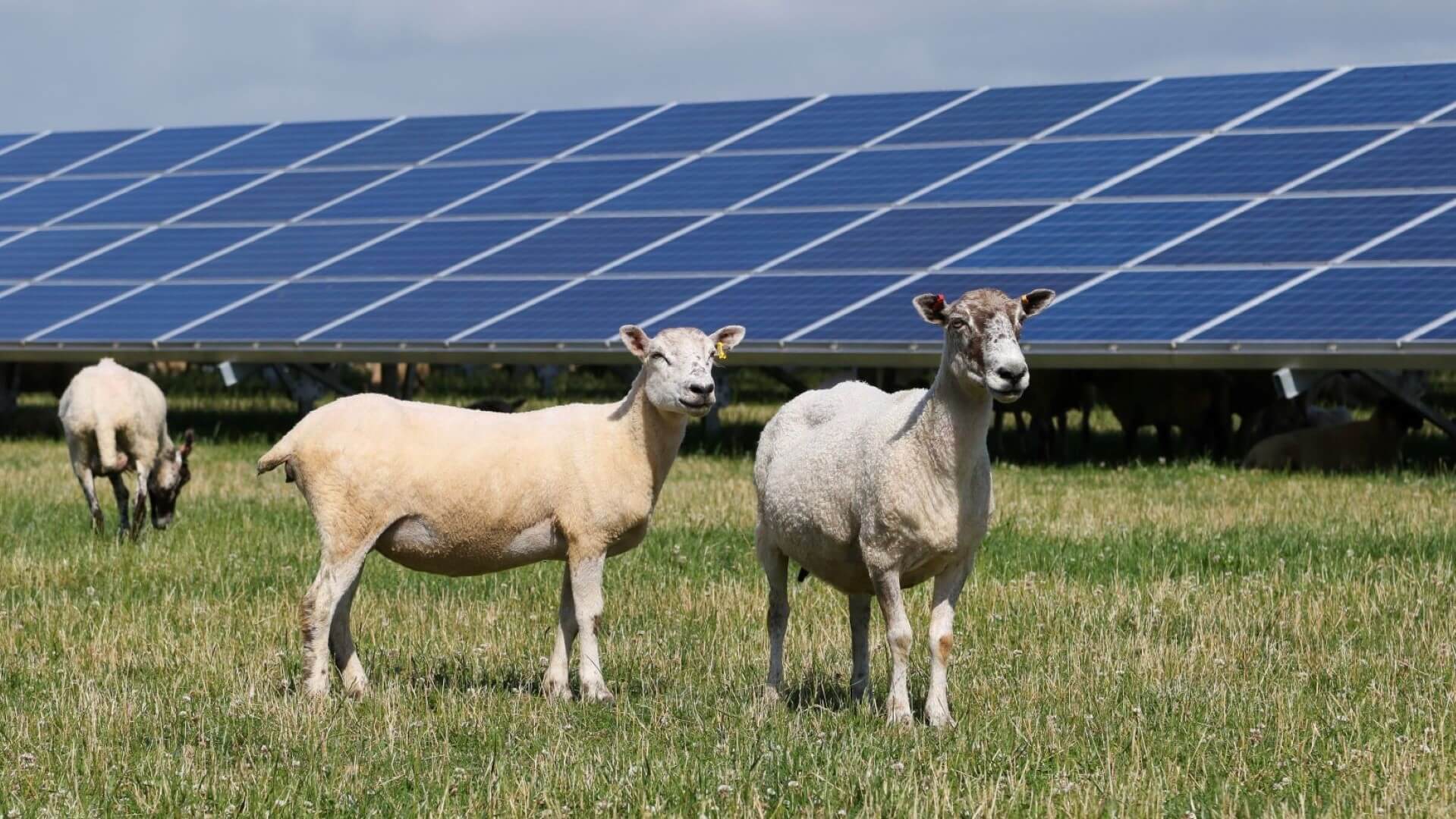 Small group of sheep standing in front of a row of solar panels
