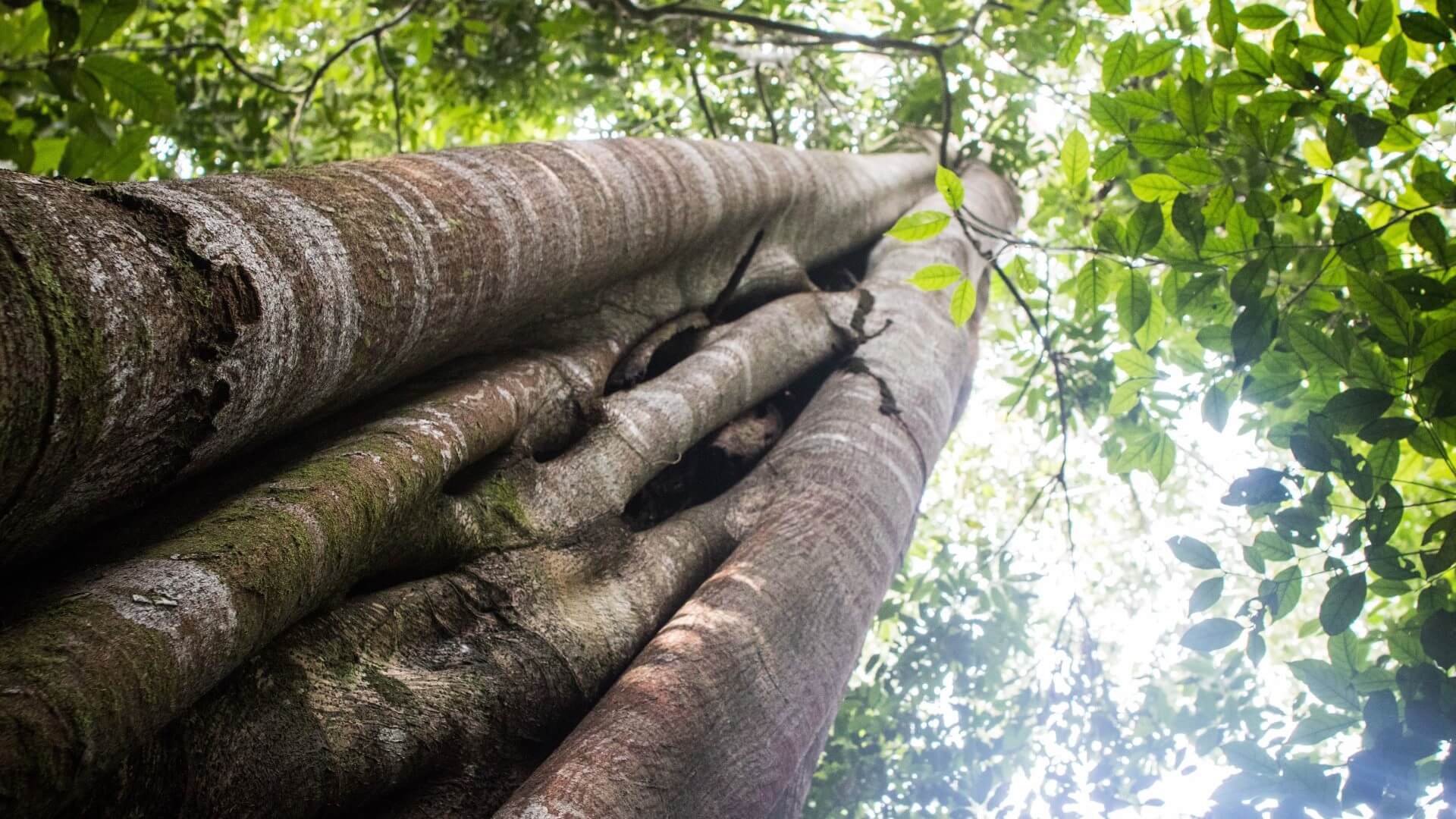 Close up view of trunk of tree looking up to rainforest canopy