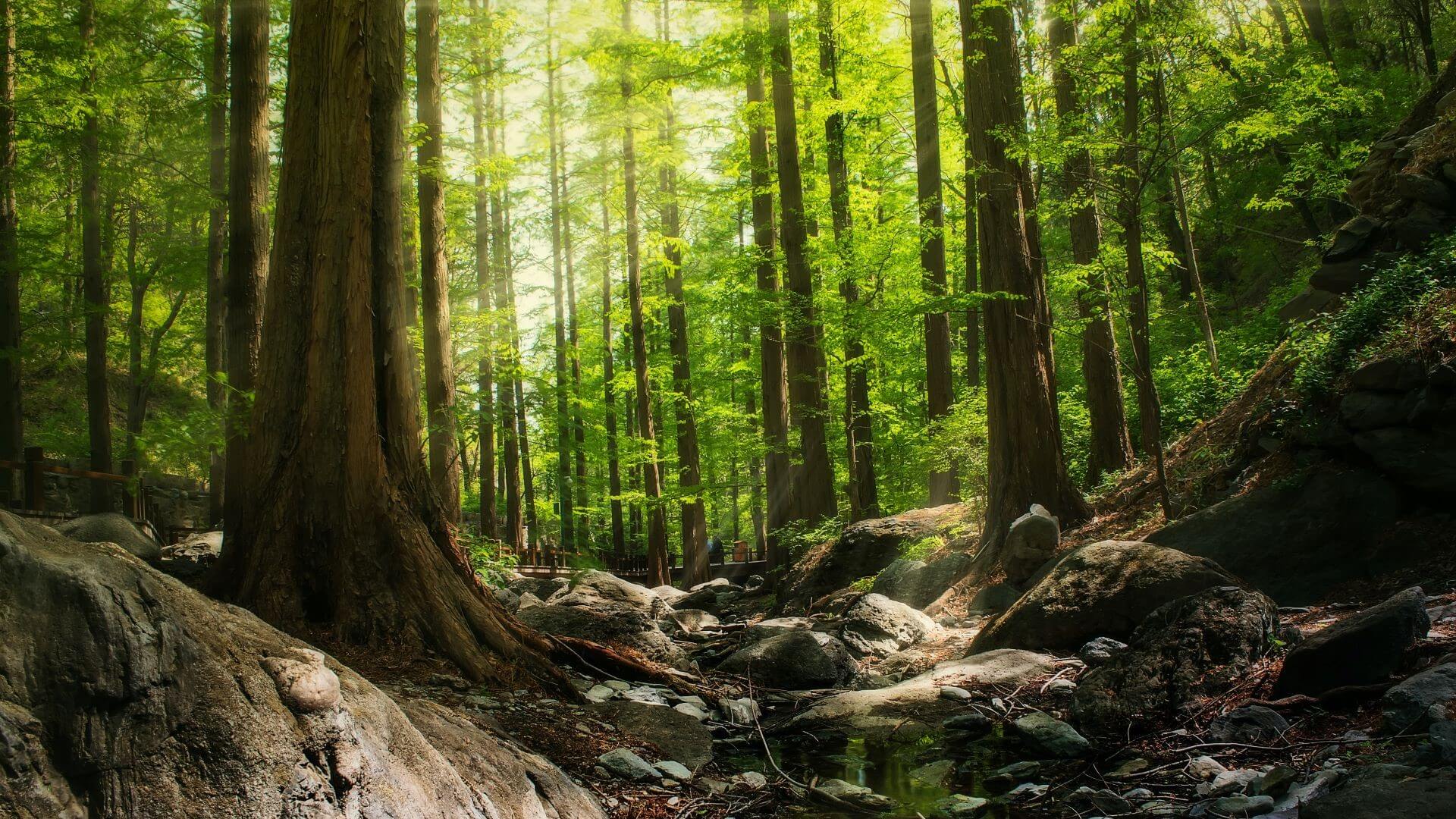 Sunlight through a dense forest