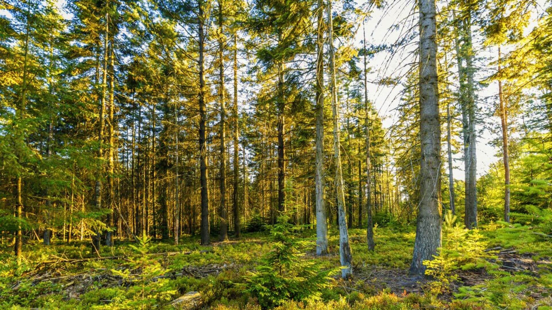 Forest of green trees