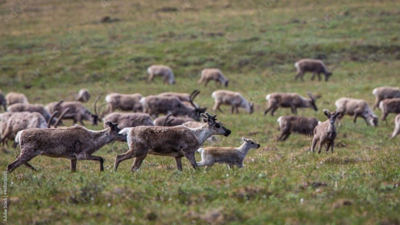 Herd of caribou in field