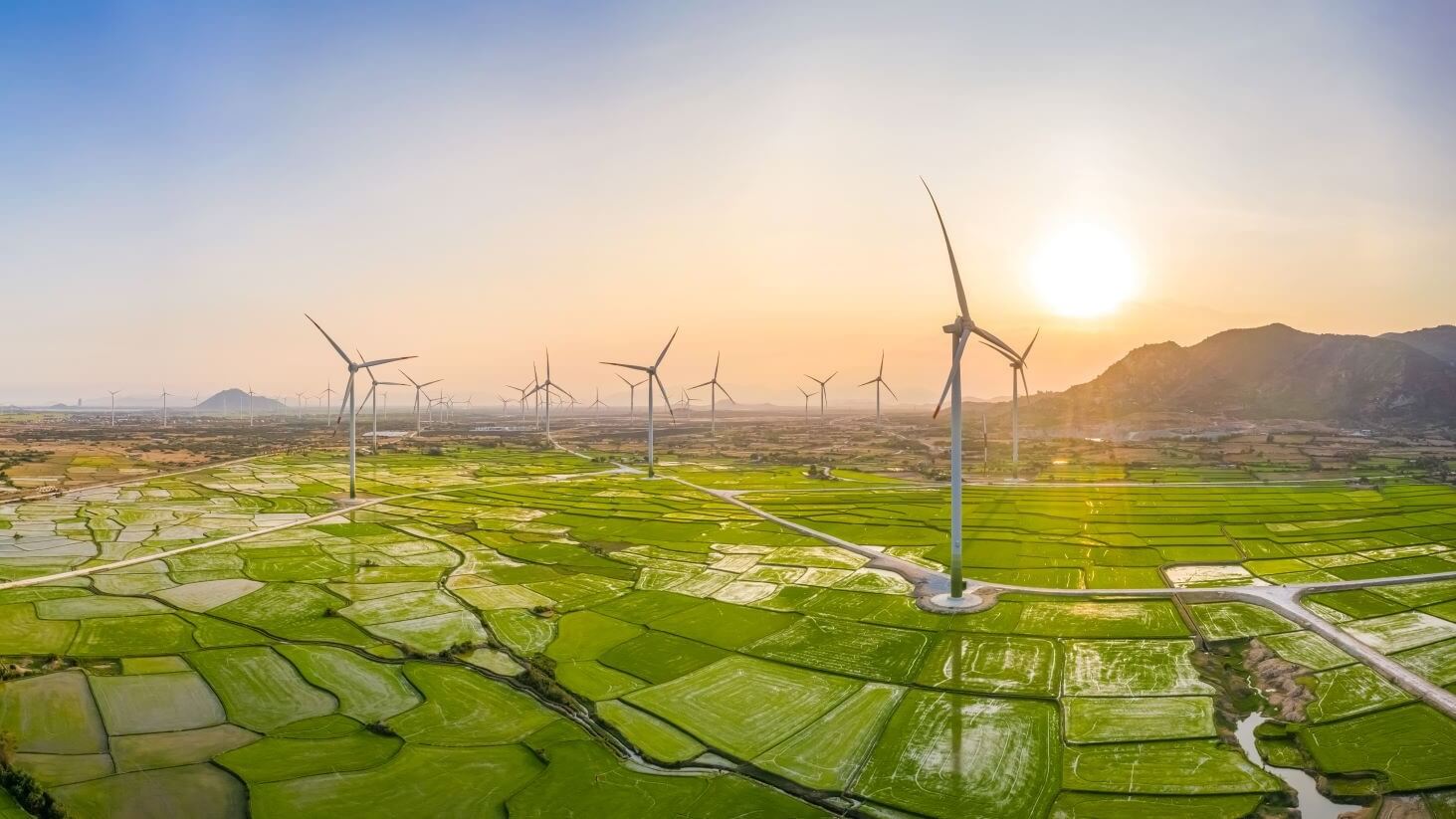 Wind turbines in rice fields set against setting sun