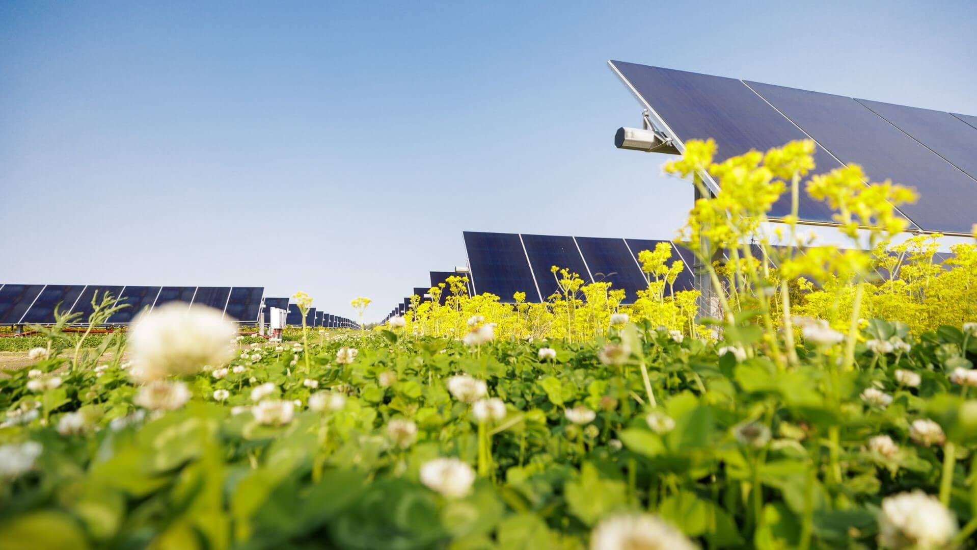 Close-up view of plants amongst rows of solar panels