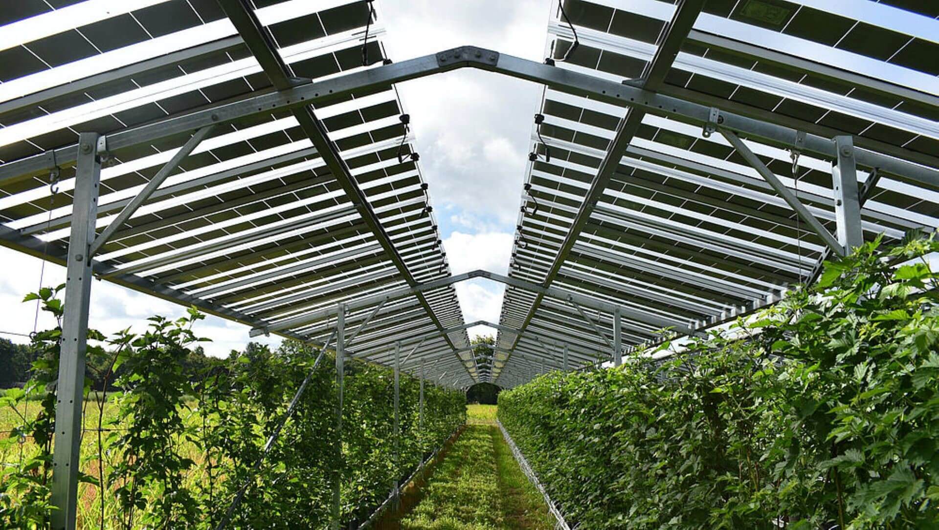 Rows of crops under solar panels