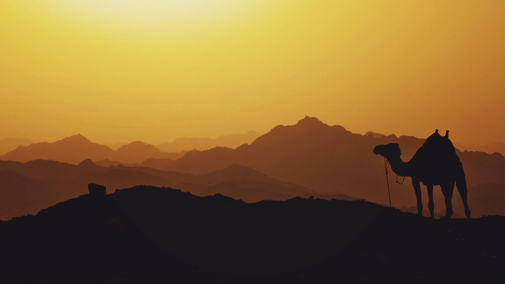 Silhouette of camel in desert foreground with sun setting behind 