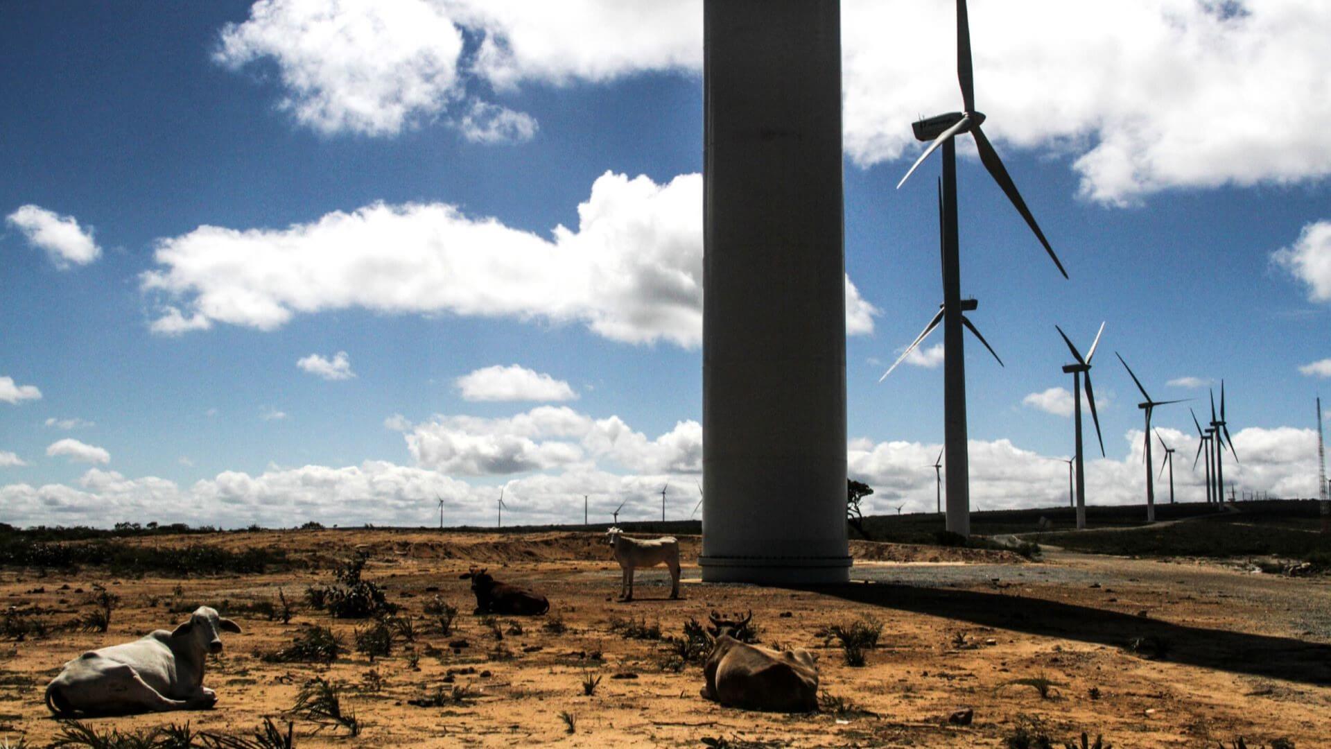Row of wind turbines set in dusty landscape heading off into distance, with some livestock sat in front of large turbine mast in foreground