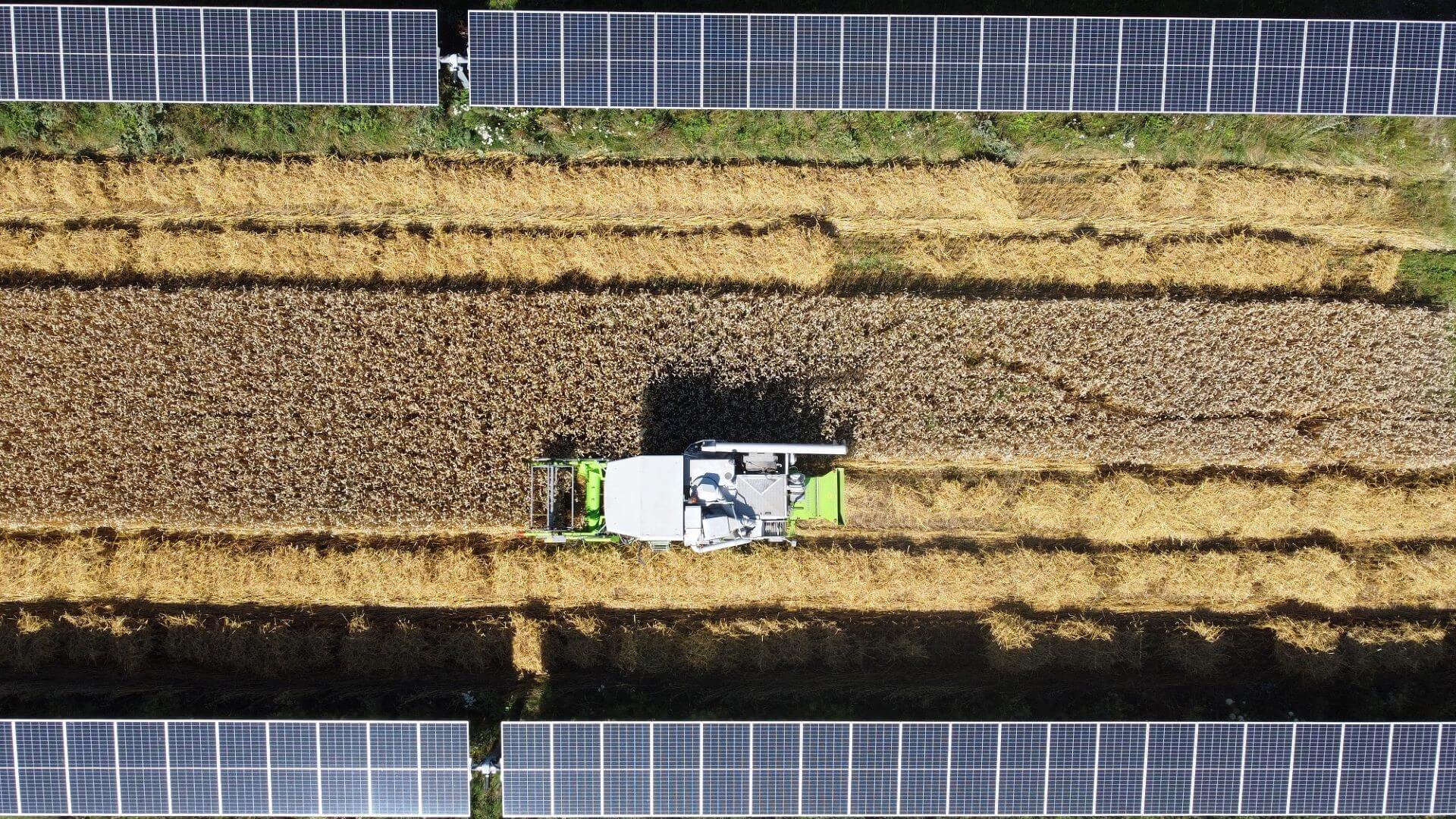 Aerial bird's eye view of a combine harvester gathering crops between rows of solar panels