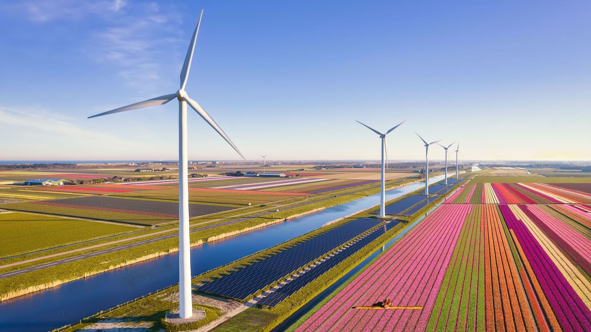 Wind turbines and solar panels alongside tulip fields in the Netherlands