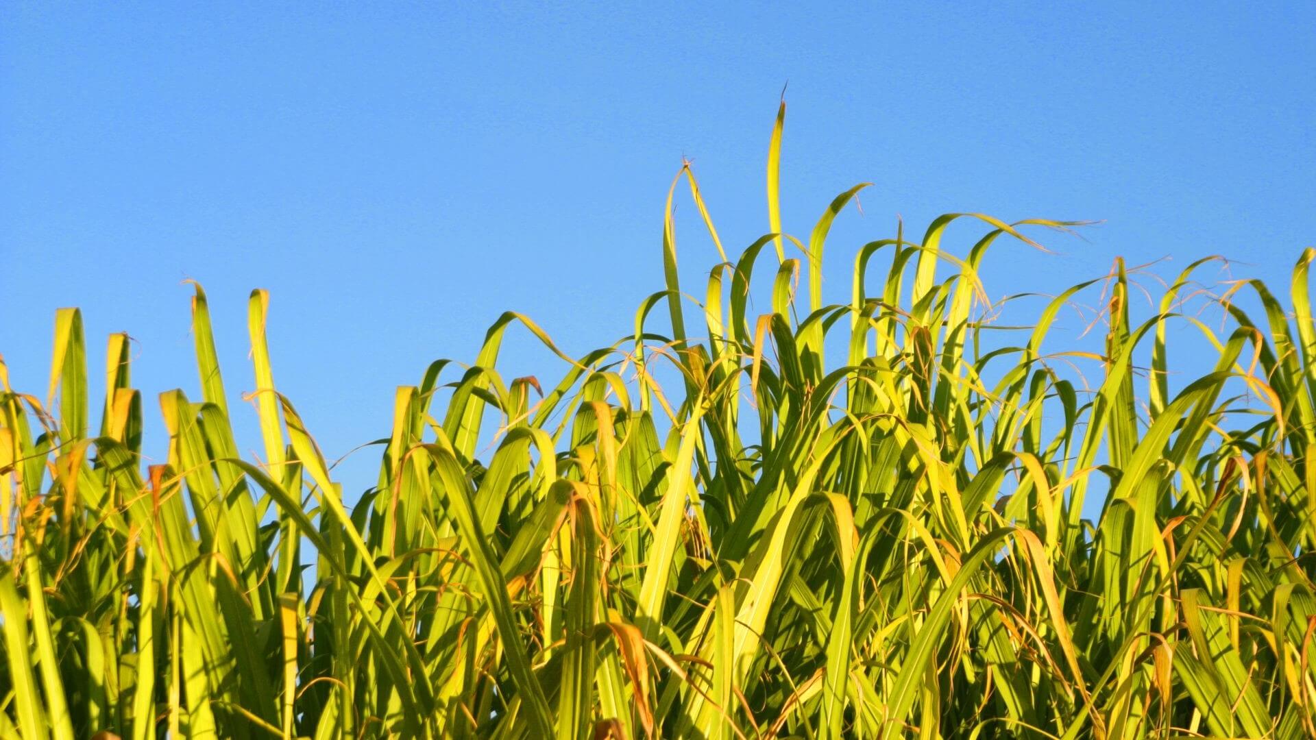 Close up of green and yellow sugar cane crop set against blue sky