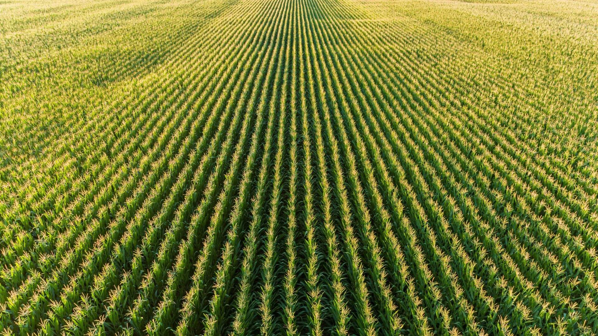 View of field looking along rows of green crops beginning to grow
