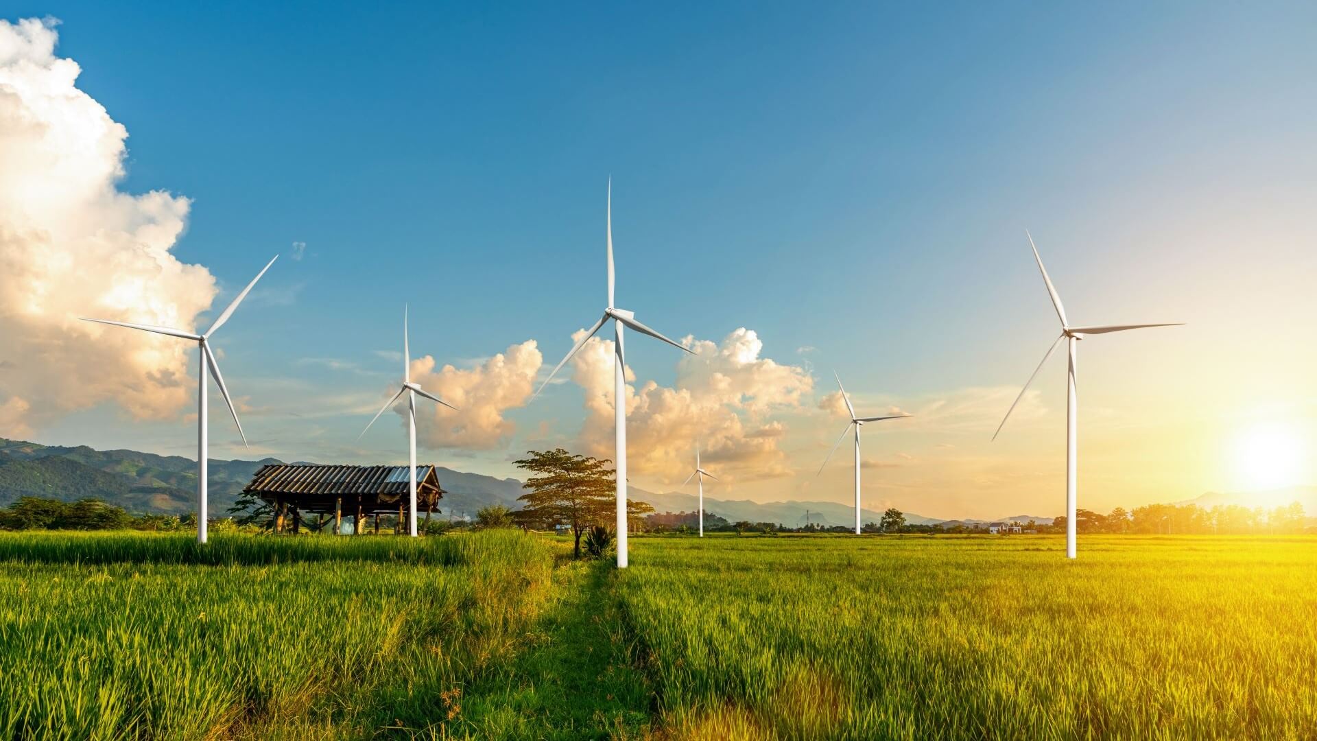 Wind turbines in rice fields set against setting sun