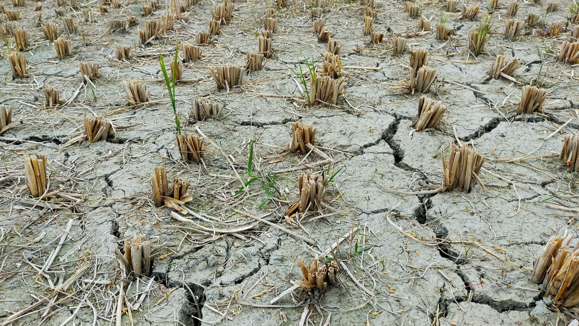 Close up of yellowed, dead crops in dry, cracked earth