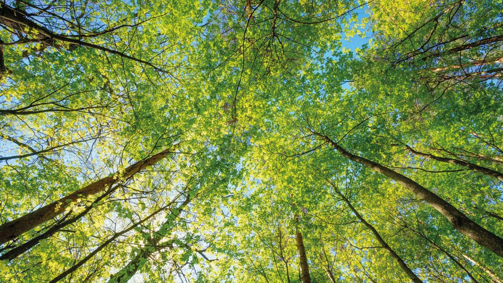 View looking up into a tree canopy