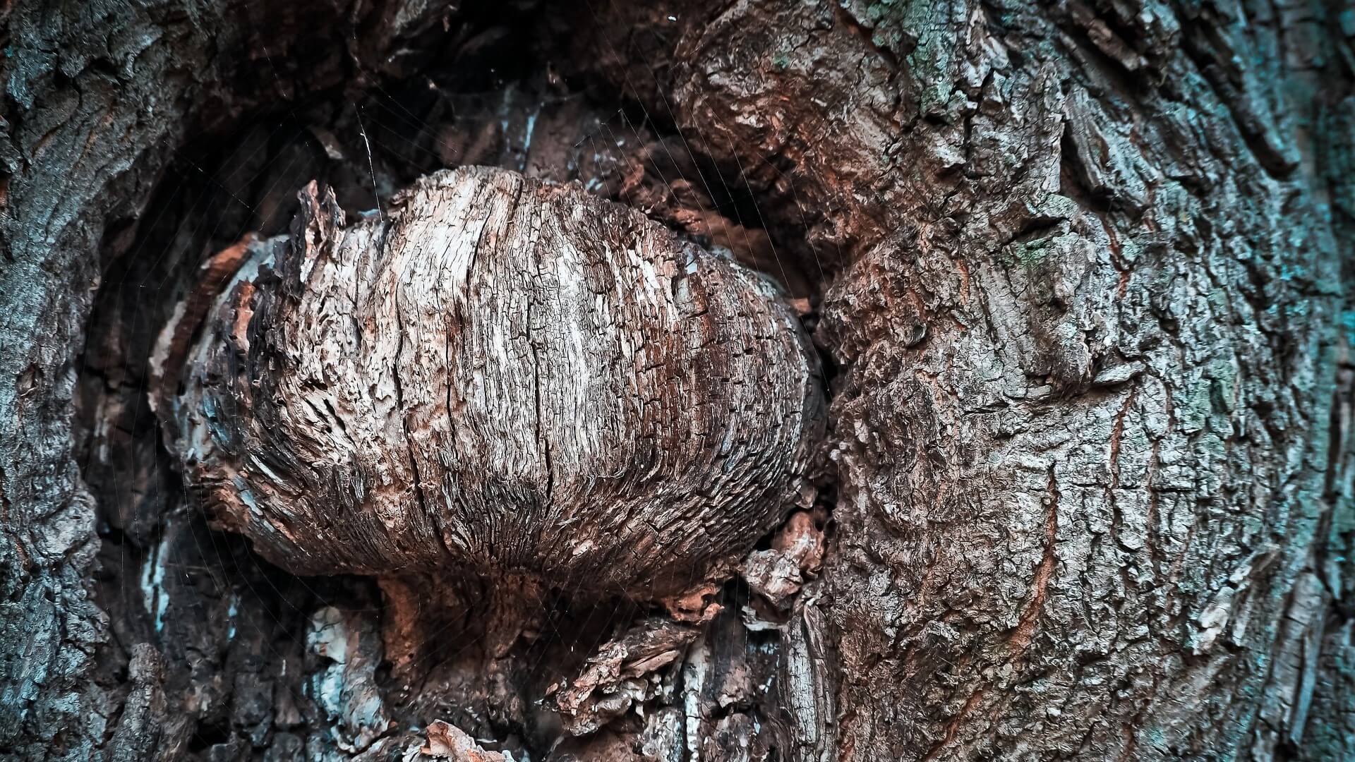 Close up view of tree bark