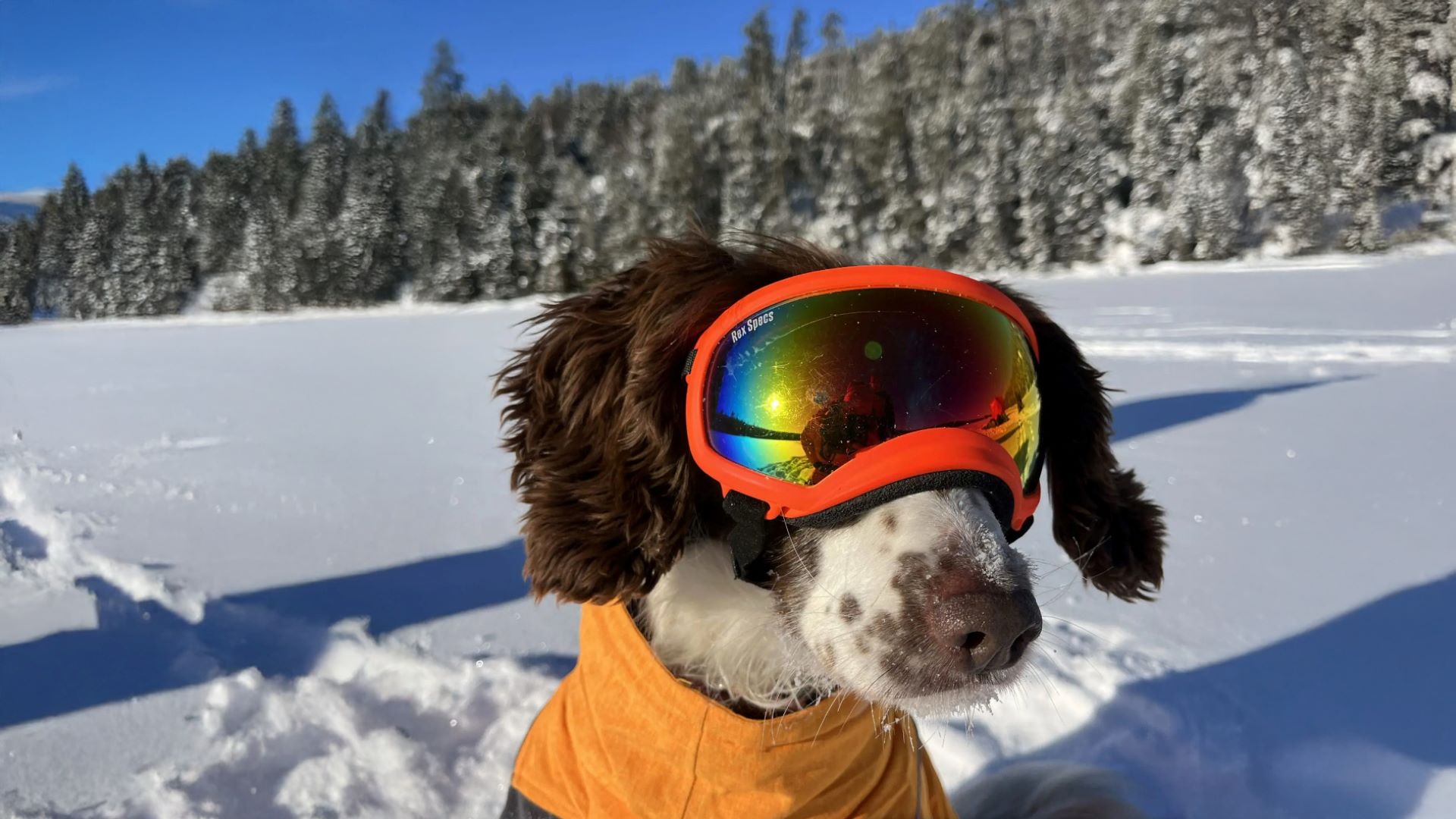 Dog wearing goggles sat on snow covered ground