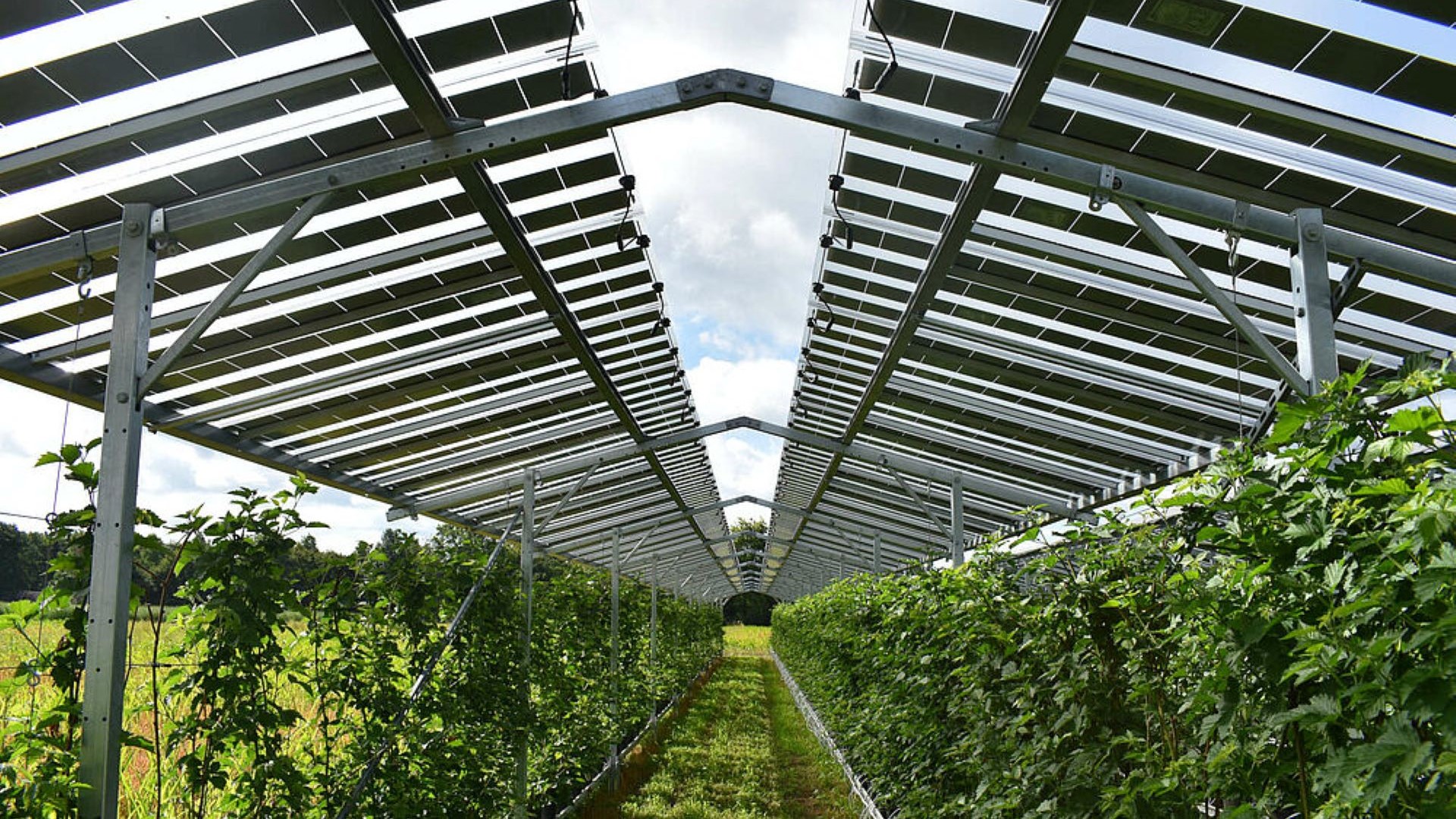 Row of plants underneath solar panels