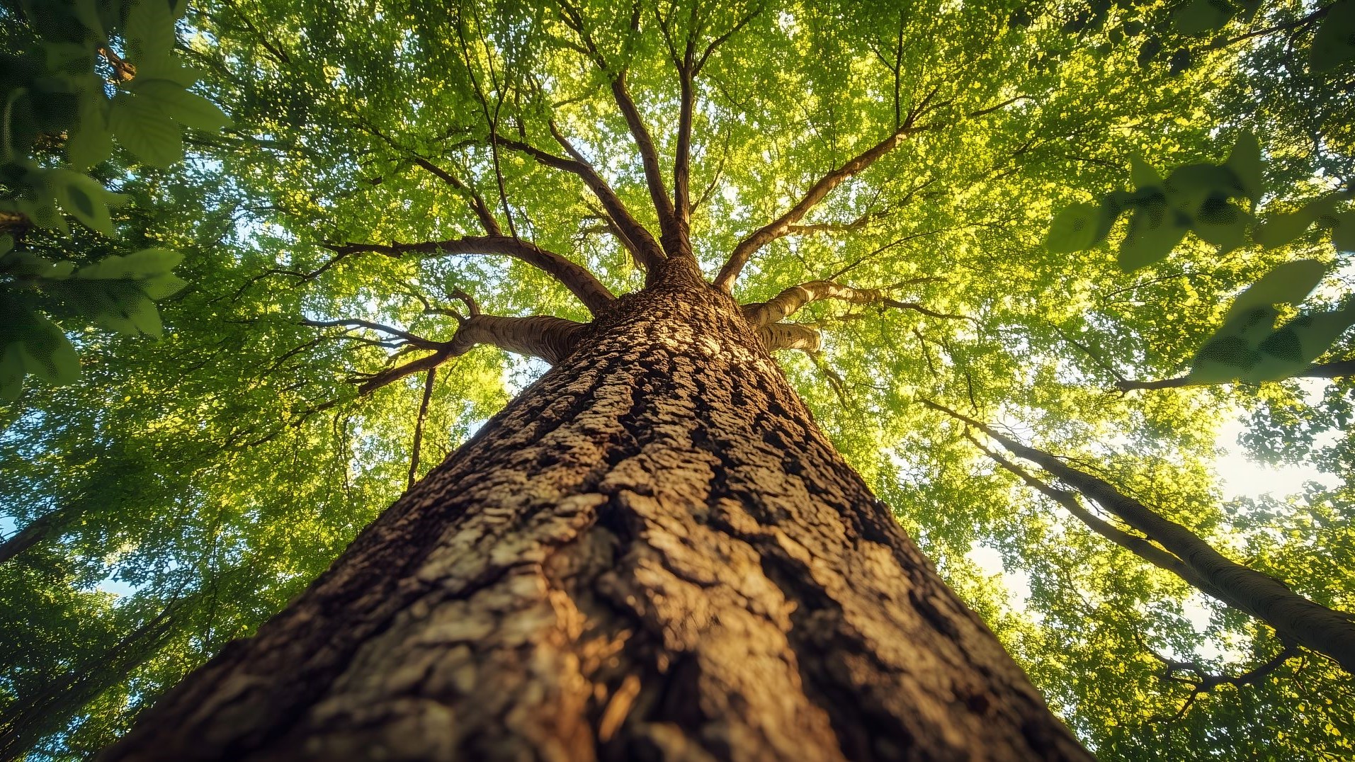 View at the bottom of a tree looking upwards