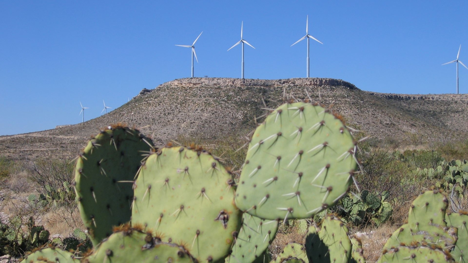 Prickly pear cacti in foreground, with three wind turbines set atop a scrubby hill behind