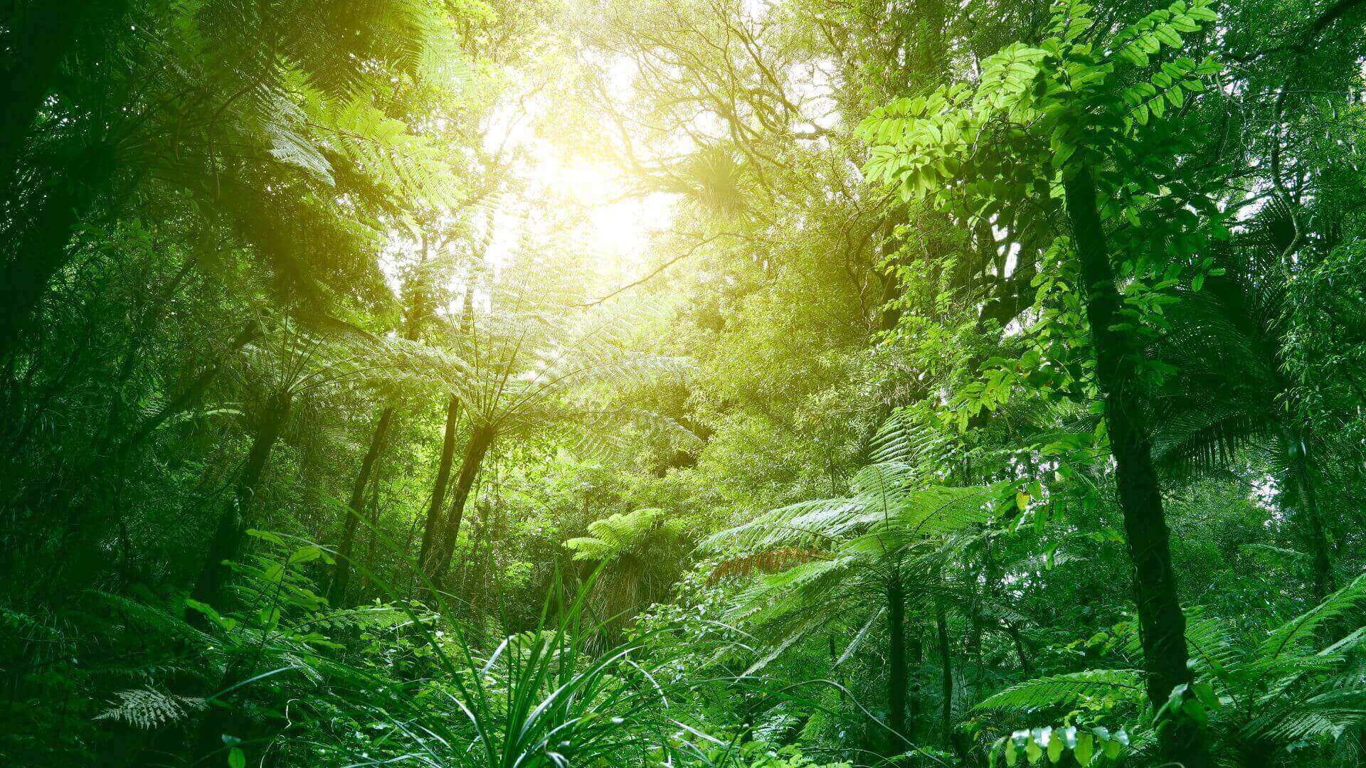 Tropical forest with sunlit canopy