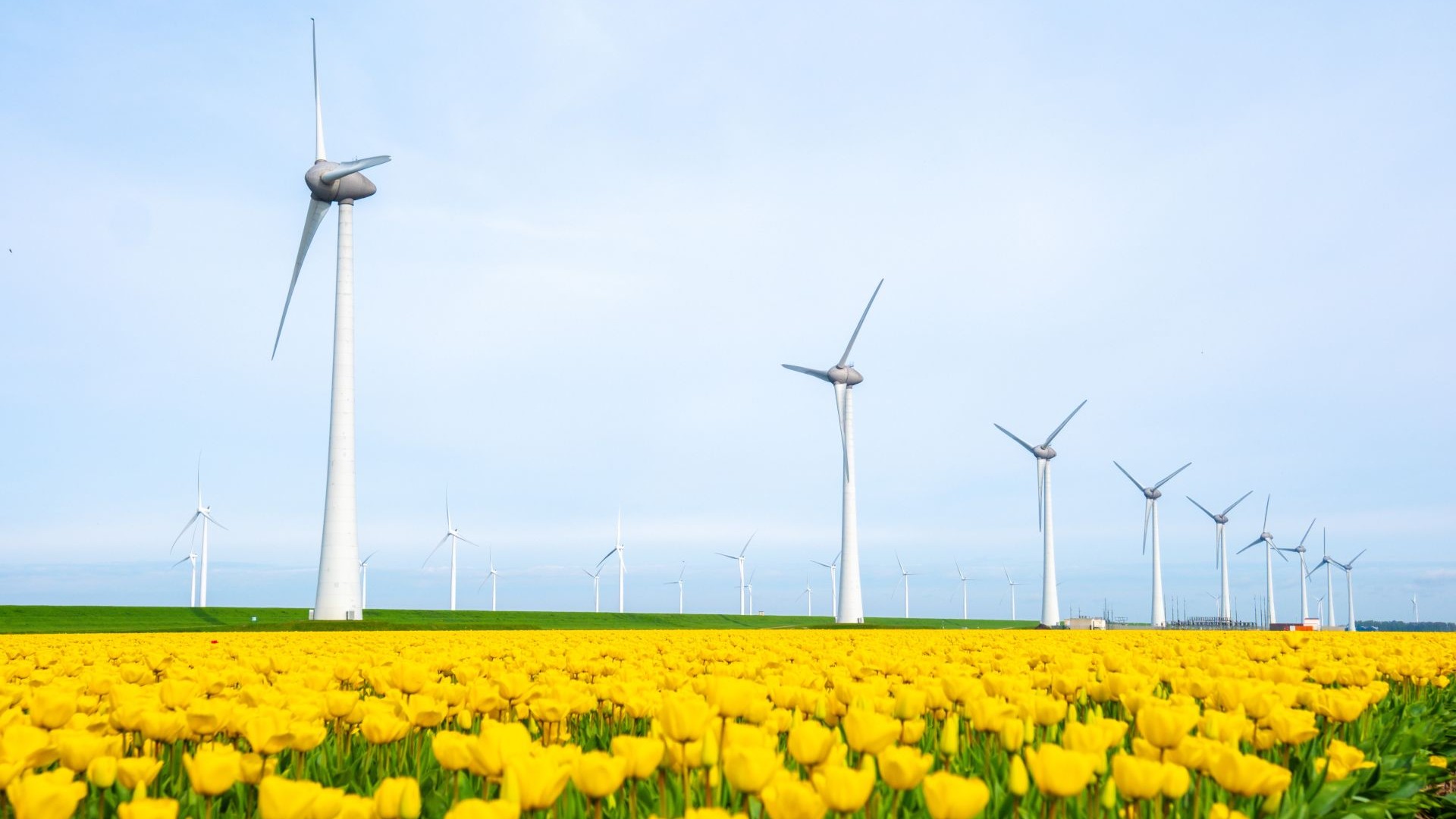 Row of wind turbines alongside a field of tulips