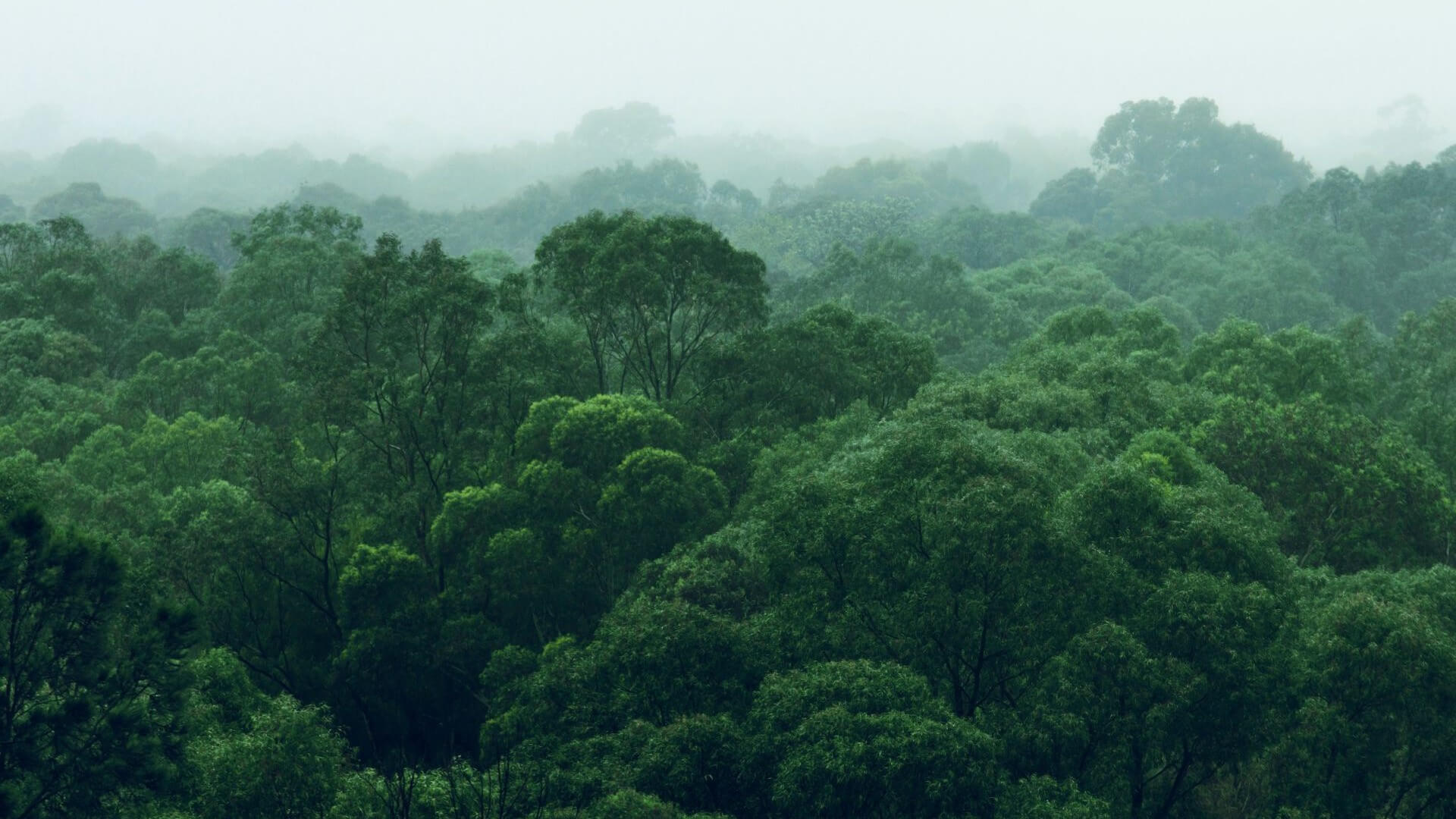 Aerial view over canopy of dense green rainforest