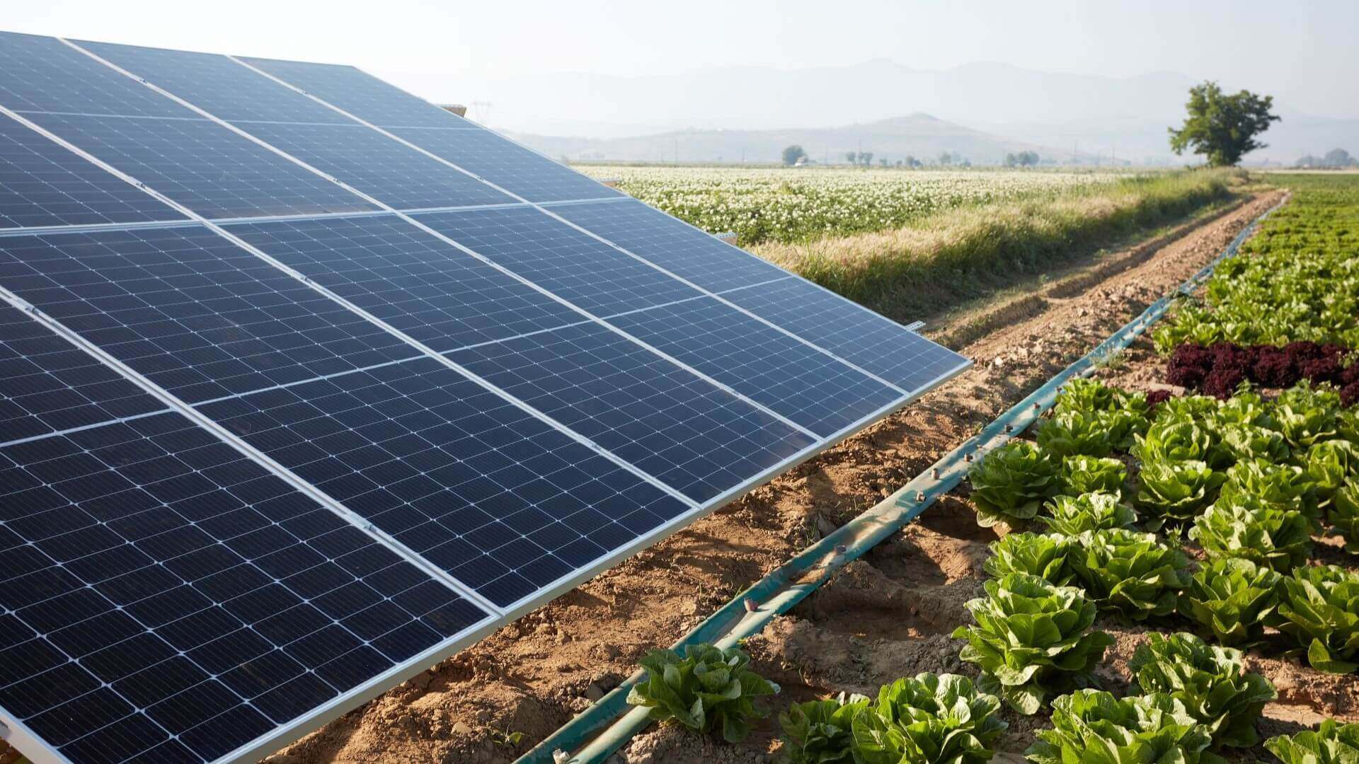 Rows of crops under solar panels