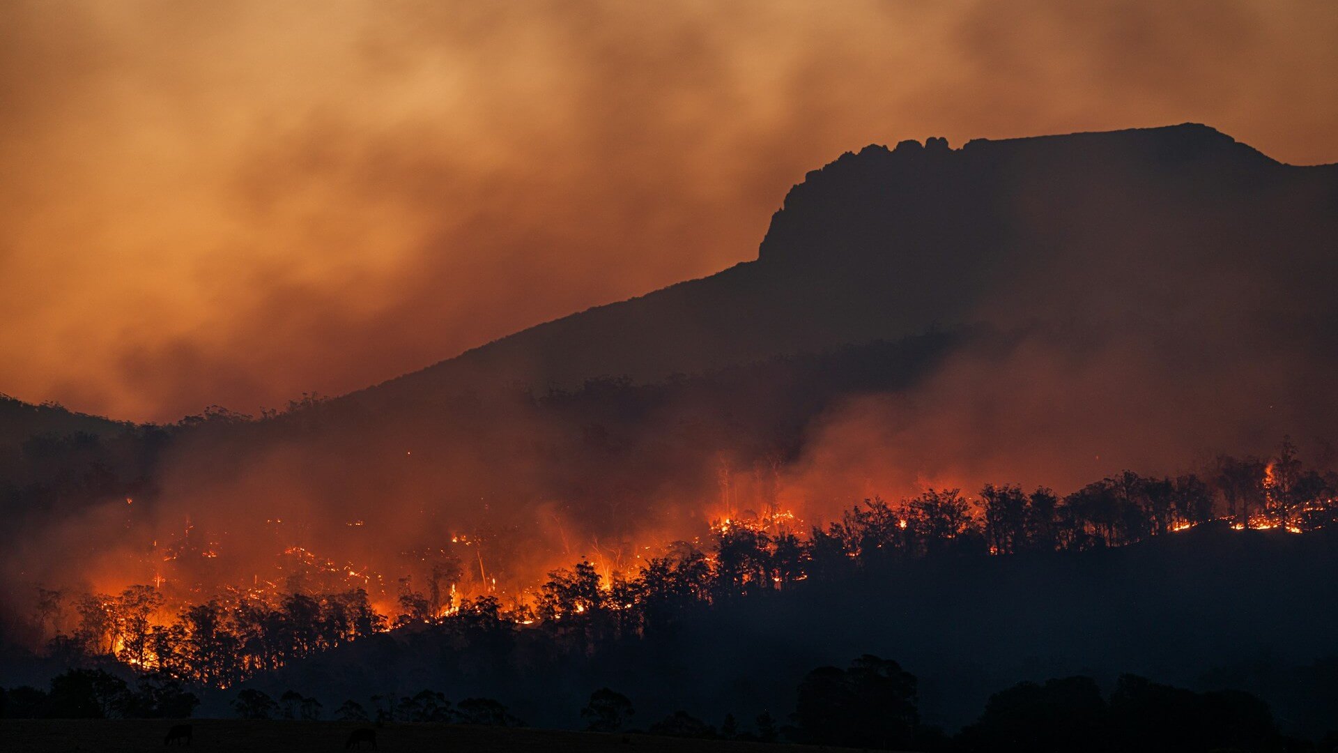 Wildfire burning